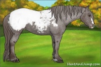 Horse Color:Liver Chestnut Frame Appaloosa 