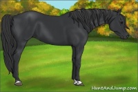 Horse Color:Black  and Black 
