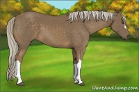 Horse Color:Chocolate Palomino 