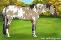 Horse Color:White Spotted Liver Red Dun 