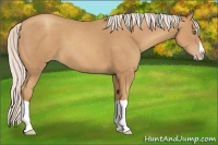 Horse Color:Silver Classic Champagne Splash