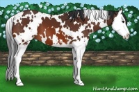 Horse Color:White Spotted Bay Sabino Splash 