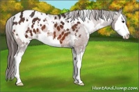 Horse Color:White Spotted Bay Sabino Splash Appaloosa 