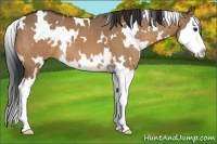 Horse Color:White Spotted Bay Dun Splash 