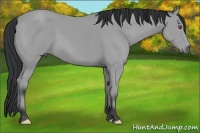 Horse Color:Bay Chinchilla