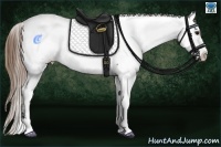 Horse Color:Buckskin Roan Appaloosa Rabicano