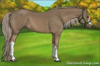 Horse Color:Chocolate Palomino 