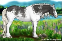 Horse Color:White Spotted Liver Chestnut Rabicano 