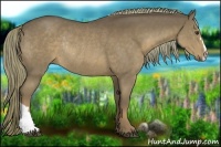 Horse Color:Liver Chestnut Rabicano