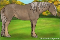 Horse Color:Chocolate Palomino 
