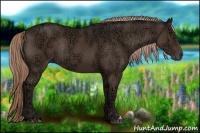 Horse Color:Liver Chestnut Ice Rabicano
