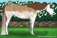 Horse Color:Red Dun Splash and Red Dun Splash