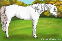 Horse Color:White Spotted Liver Chestnut Frame 