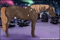 Horse Color:White Spotted Liver Chestnut 