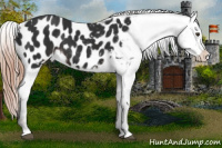 Horse Color:Liver Chestnut Appaloosa 