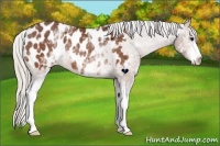 Horse Color:White Spotted Silver Bay Appaloosa Rabicano