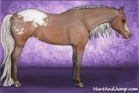 Horse Color:Silver Brown Roan Snowcap