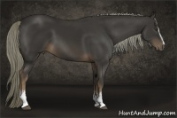 Horse Color:White Spotted Liver Chestnut 