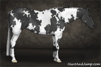 Horse Color:White Spotted Black