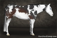 Horse Color:White Spotted Brown Splash 
