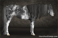Horse Color:White Spotted Liver Chestnut 