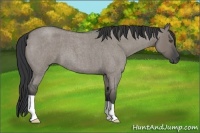 Horse Color:Grullo Roan 