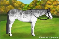 Horse Color:White Spotted Blue Roan Rabicano and White Spotted Blue Roan Rabicano