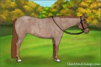 Horse Color:Red Roan Rabicano 