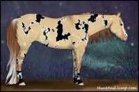 Horse Color:White Spotted Red Dun Sabino Rabicano