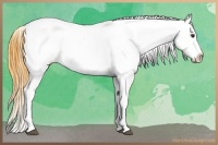 Horse Color:Watercolor White Spotted Liver Red Onyx Appaloosa 
