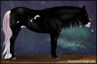 Horse Color:Watercolor Red Dun Sabino Appaloosa 