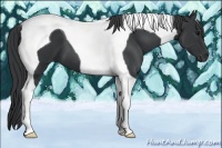 Horse Color:Black Tobiano 