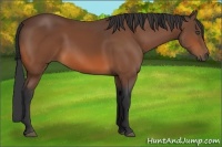 Horse Color:Bay 