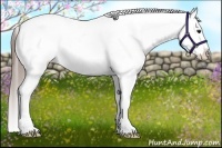 Horse Color:White Spotted Blue Roan Splash Frame Appaloosa