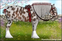 Horse Color:Liver Chestnut Appaloosa 