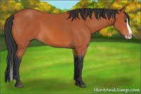 Horse Color:Bay Splash 