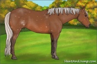 Horse Color:Silver Bay 