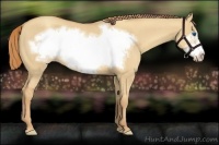 Horse Color:Gold Champagne Dun Frame
