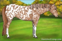 Horse Color:Chestnut Tobiano Appaloosa 