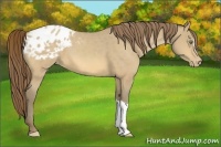 Horse Color:Amber Cream Champagne Appaloosa 