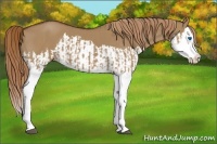Horse Color:Red Dun Splash  and Red Dun Splash 