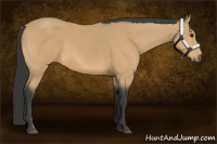 Horse Color:Buckskin 
