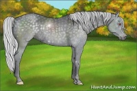 Horse Color:Silver Black Chinchilla 