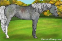 Horse Color:Silver Black Chinchilla 