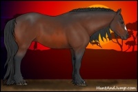 Horse Color:Bay  and Bay 