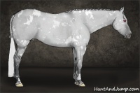 Horse Color:White Spotted Silver Grullo Chinchilla 