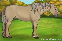 Horse Color:Chocolate Palomino Dun 
