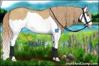 Horse Color:Red Dun Splash