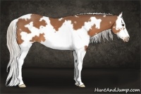 Horse Color:White Spotted Silver Bay Splash Frame