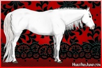 Horse Color:Chocolate Silver Grullo Appaloosa